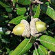 Quercus ilex