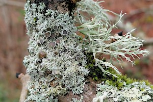 Physcia leptalea Fringed Rosette Lichen