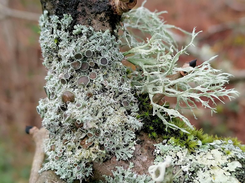 Physcia leptalea - © Barry Stewart