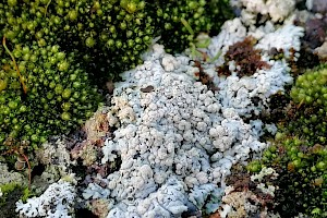 Physcia caesia Blue-grey Rosette Lichen