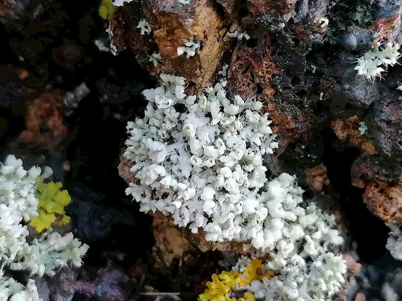 Physcia adscendens - © Barry Stewart