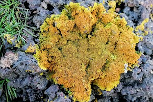 Xanthoria calcicola 