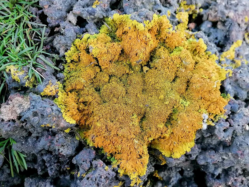 Xanthoria calcicola - © Barry Stewart