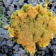 Xanthoria calcicola