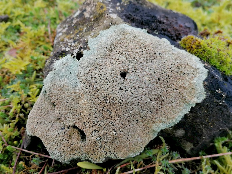 Protoparmeliopsis (Lecanora) muralis - © Barry Stewart