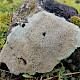 Protoparmeliopsis (Lecanora) muralis