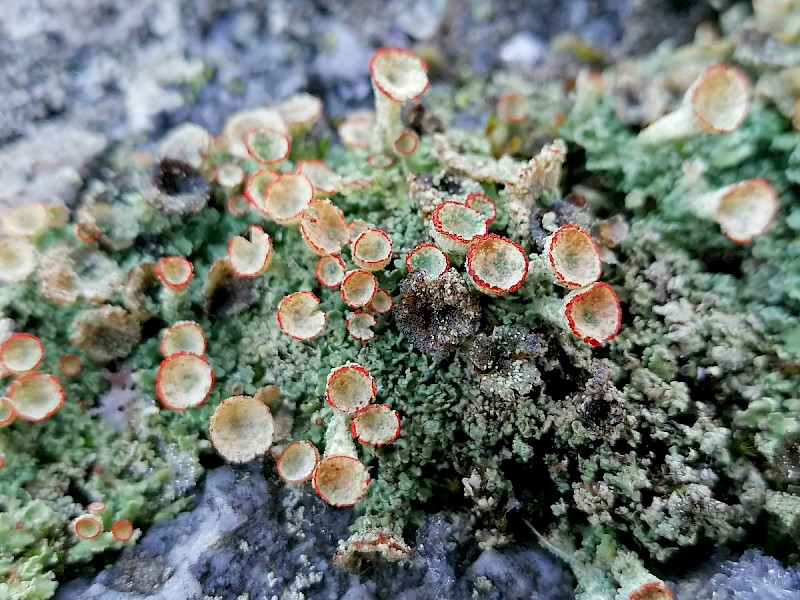 Cladonia diversa - © Barry Stewart