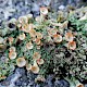 Cladonia diversa