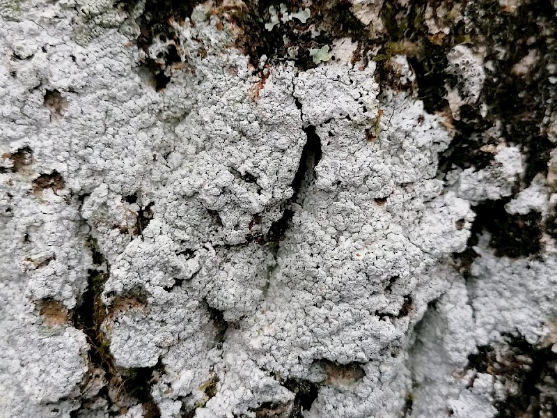 Lepra (Pertusaria) amara - © Barry Stewart