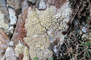 Lecanora soralifera 