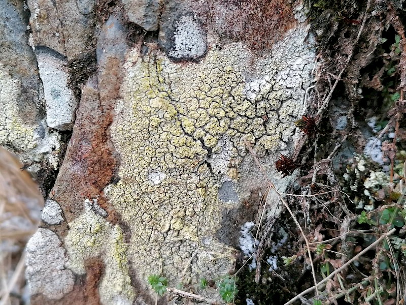 Lecanora soralifera - © Barry Stewart