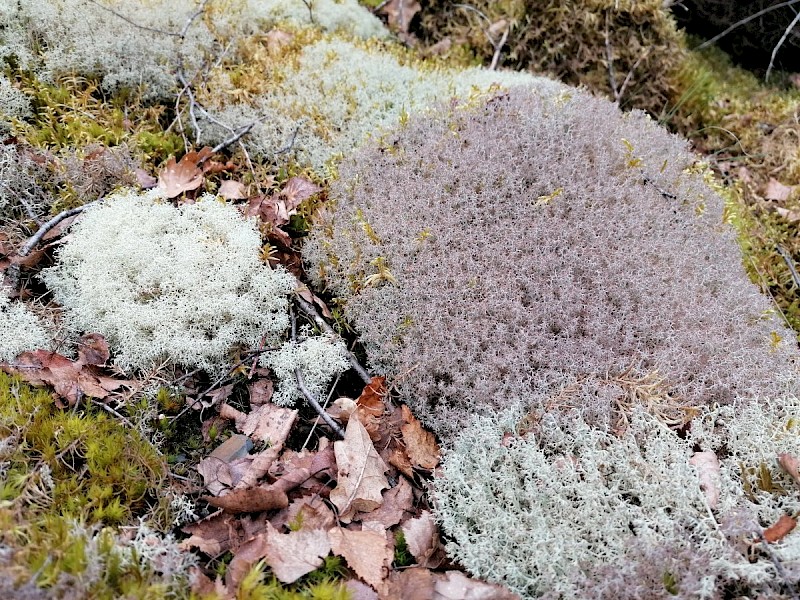 Cladonia ciliata var. ciliata - © Barry Stewart