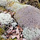 Cladonia ciliata var. ciliata