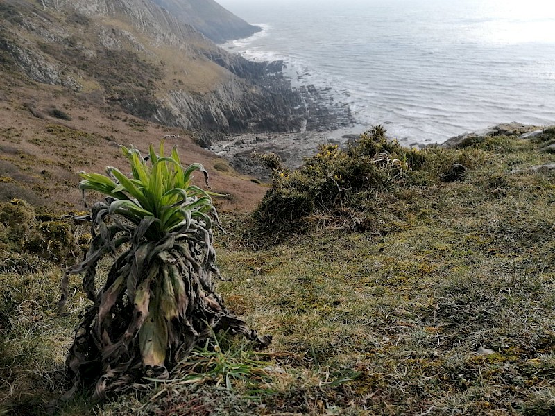 Echium pininana - © Barry Stewart