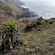 Echium pininana