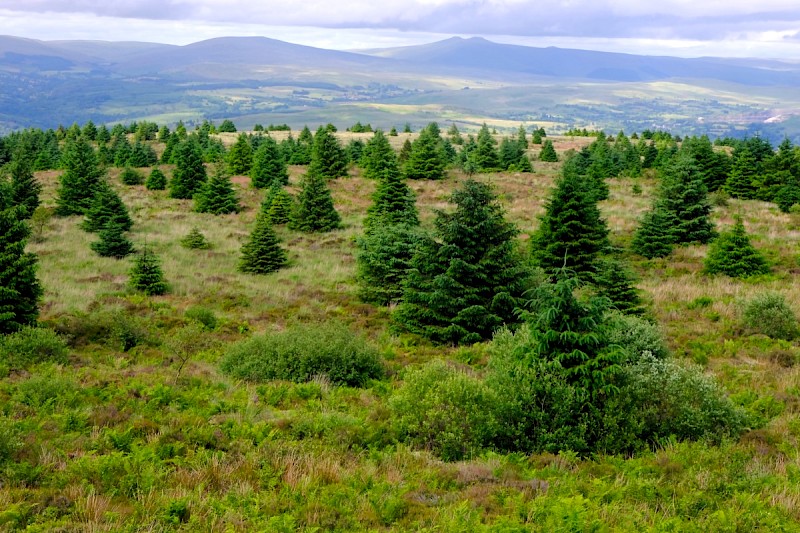 Acid Grassland/Heathland and Moorland - © Charles Hipkin