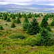 Acid Grassland/Heathland and Moorland