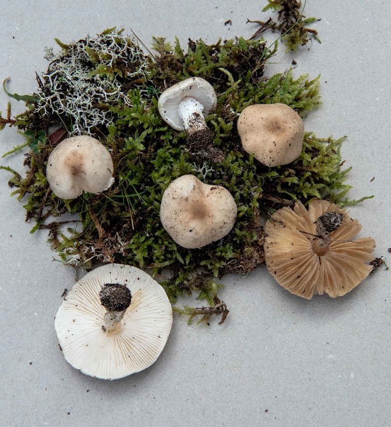 Lepiota oreadiformis - © Charles Hipkin