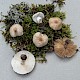 Lepiota oreadiformis