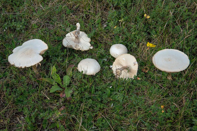 Lepiota erminea - © Charles Hipkin