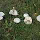 Lepiota erminea