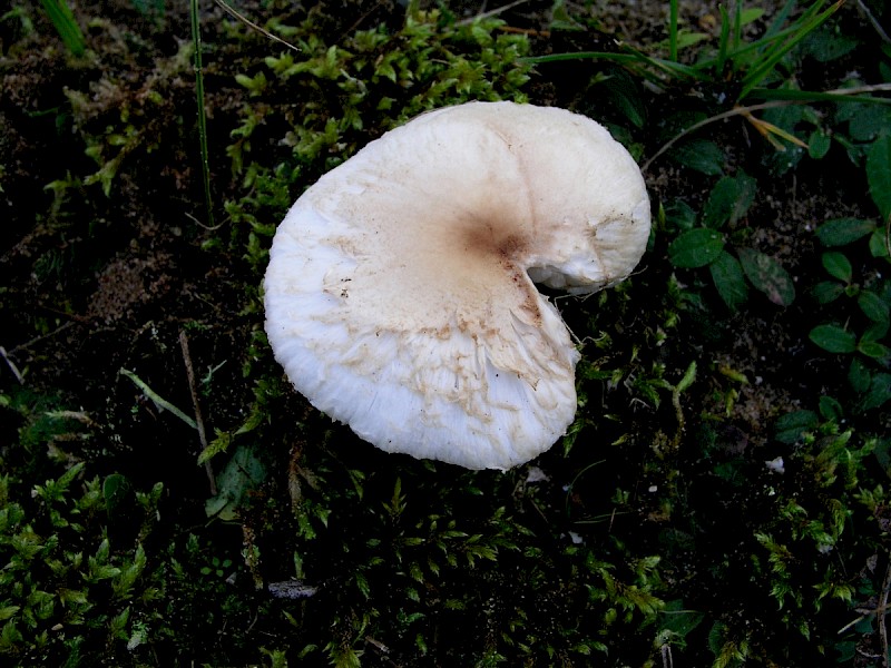 Lepiota erminea - © Charles Hipkin