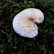 Lepiota erminea