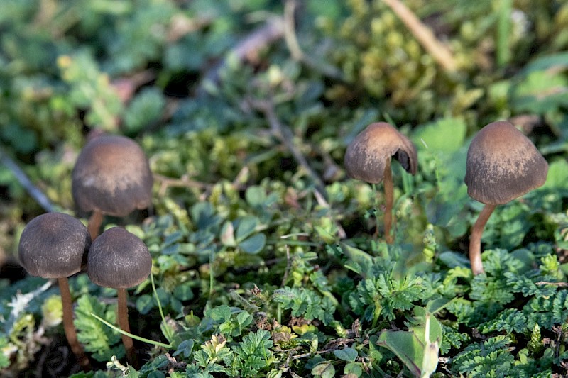 Panaeolus fimicola - © Charles Hipkin