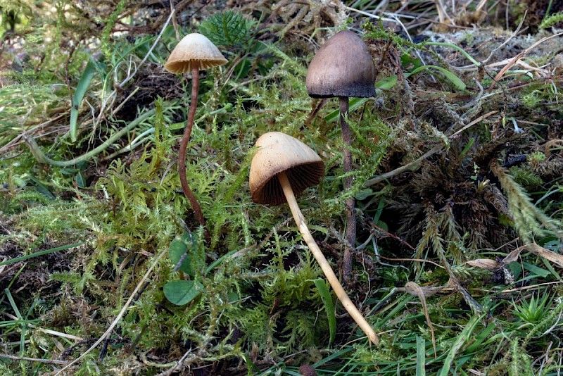 Panaeolus fimicola - © Charles Hipkin