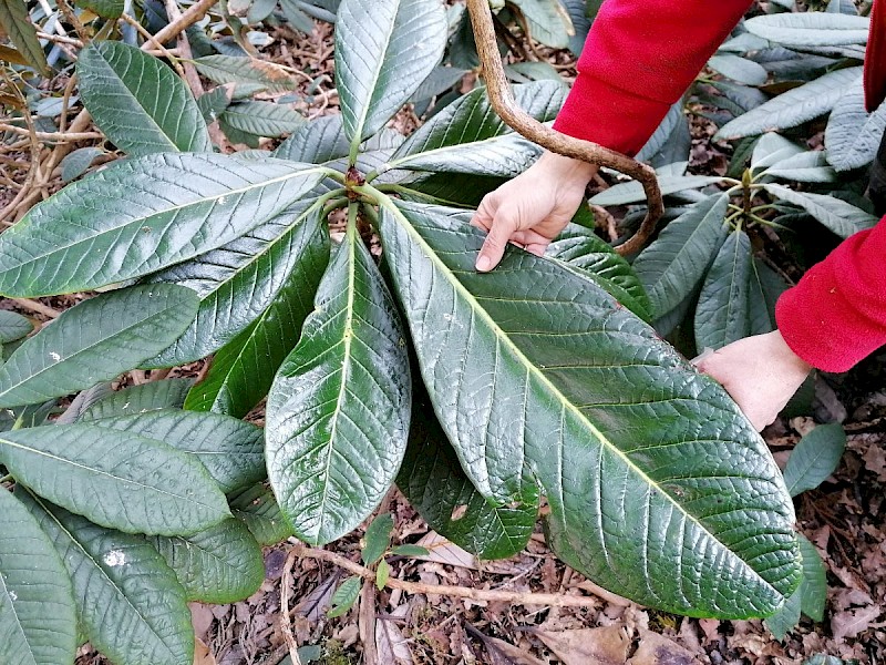 Rhododendron 'Taranto' group - © Barry Stewart