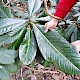 Rhododendron 'Taranto' group