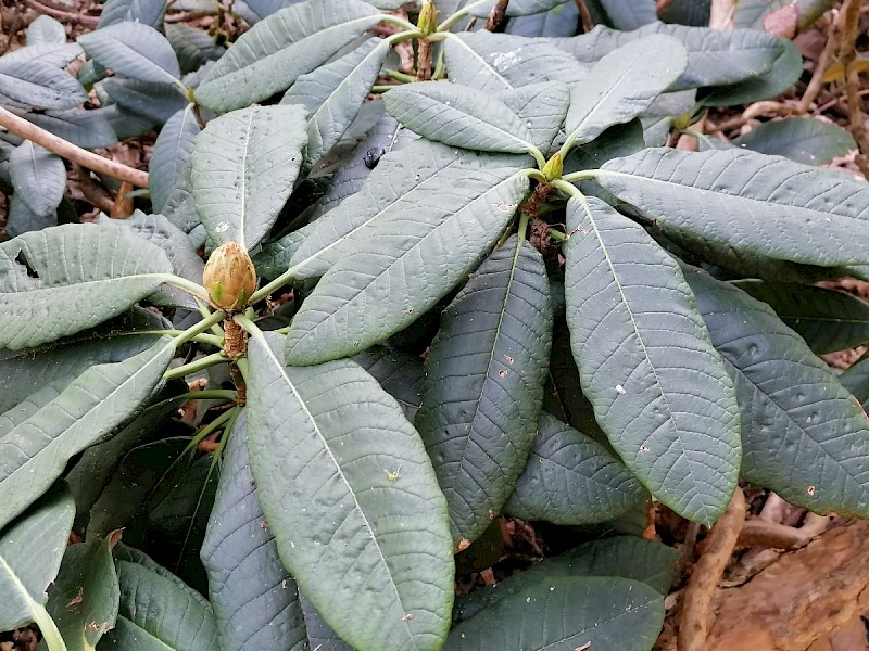 Rhododendron 'Taranto' group - © Barry Stewart