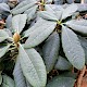 Rhododendron 'Taranto' group