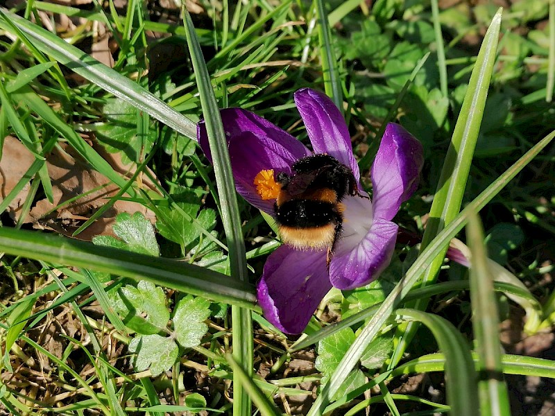 Crocus tommasinianus - © Barry Stewart