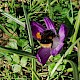 Crocus tommasinianus