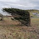 Taxus baccata