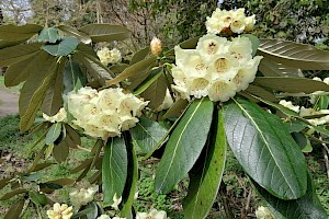 Rhododendron 'Taranto' group Hybrid Rhododendron