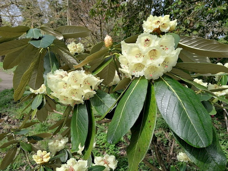 Rhododendron 'Taranto' group - © Barry Stewart