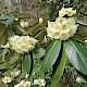 Rhododendron 'Taranto' group