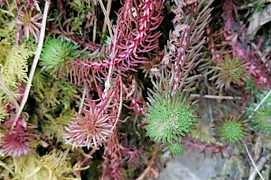 Sedum forsterianum Rock Stonecrop