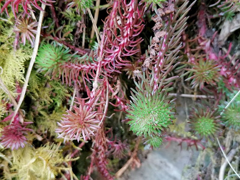 Sedum forsterianum - © Barry Stewart