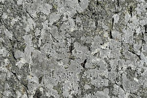 Fuscidea lygaea Quilt Lichens