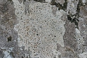 Rhizocarpaceae