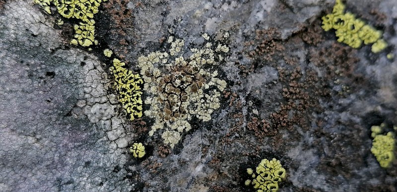 Lecanora intricata - © Barry Stewart