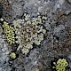 Lecanora intricata