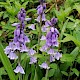 Hyacinthoides x massartiana