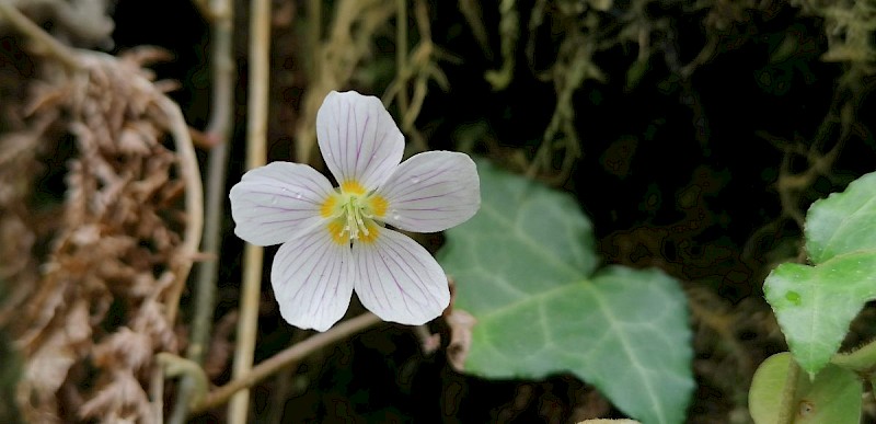 Oxalis acetosella - © Barry Stewart