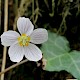 Oxalis acetosella