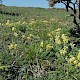 Primula veris