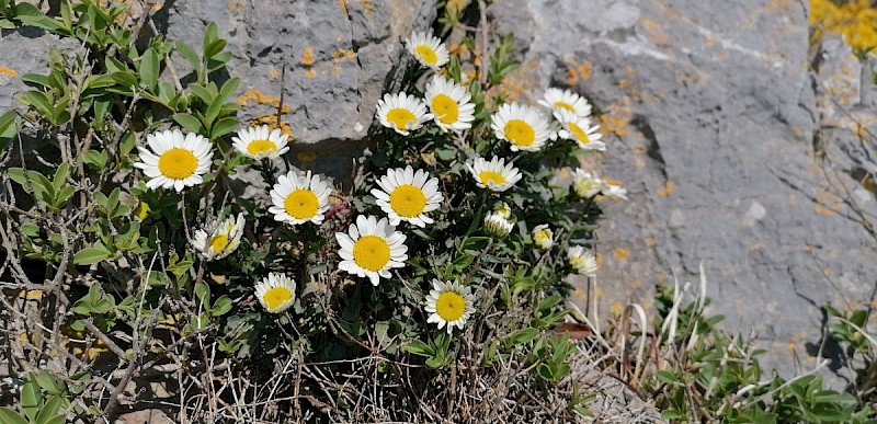 Leucanthemum vulgare - © Barry Stewart